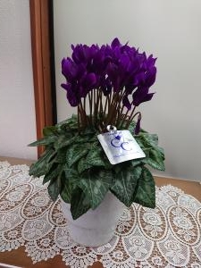 ❁江戸の青❁　|「花舗・ベルツリー」　（宮城県仙台市宮城野区の花屋）のブログ